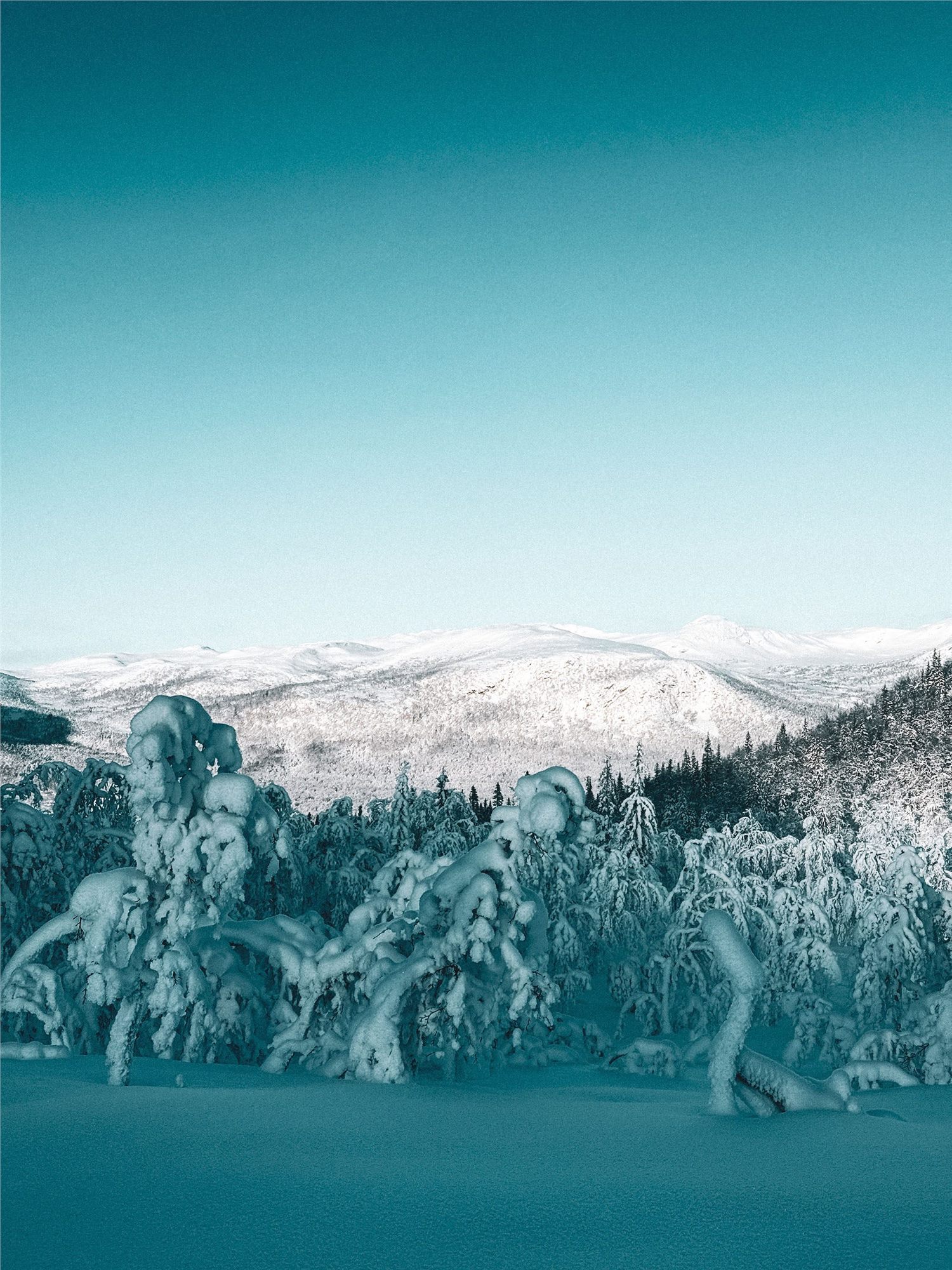 Snow-covered forest and mountain landscape