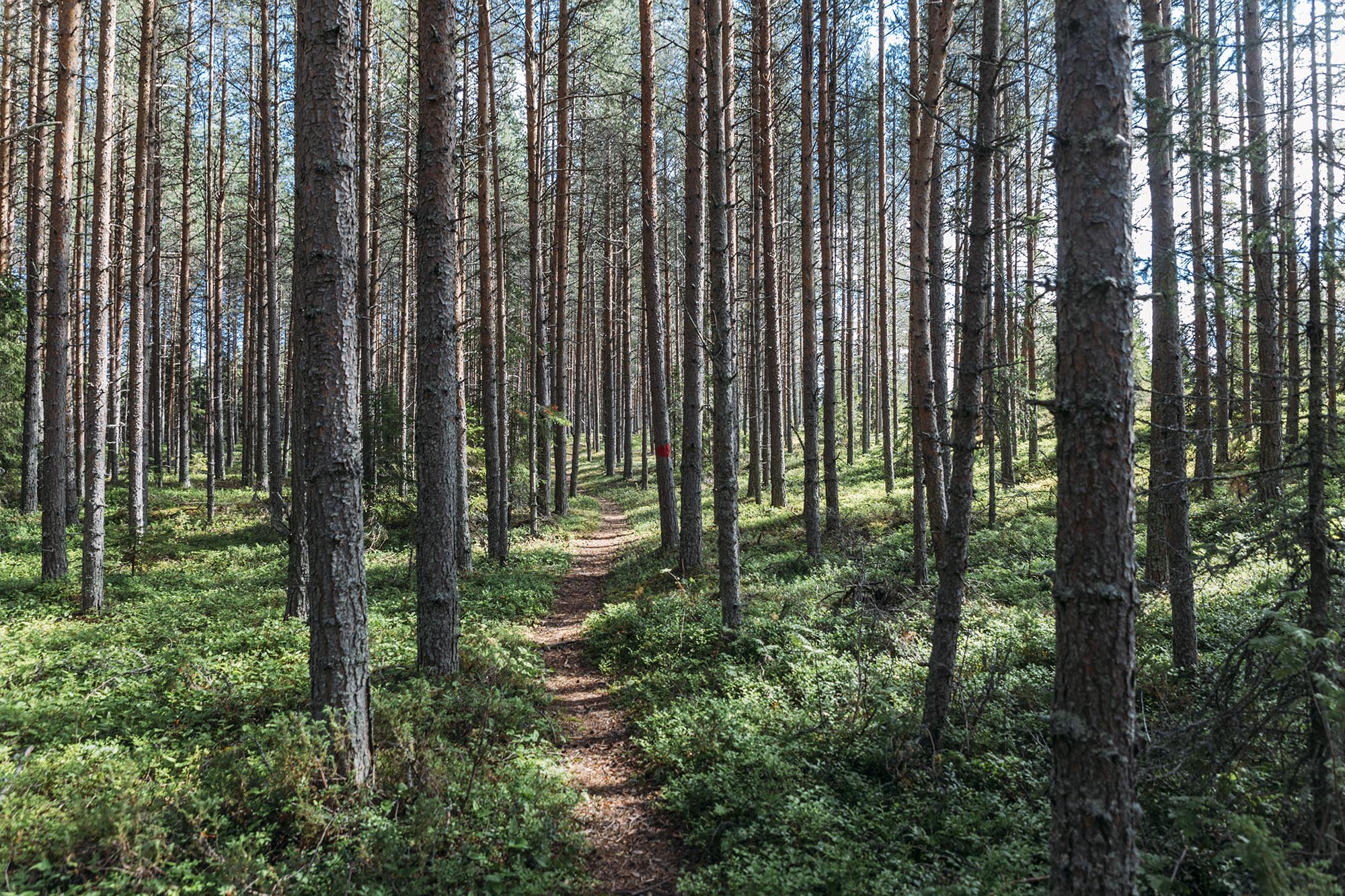 Kalix archipelago and northern coastal landscape