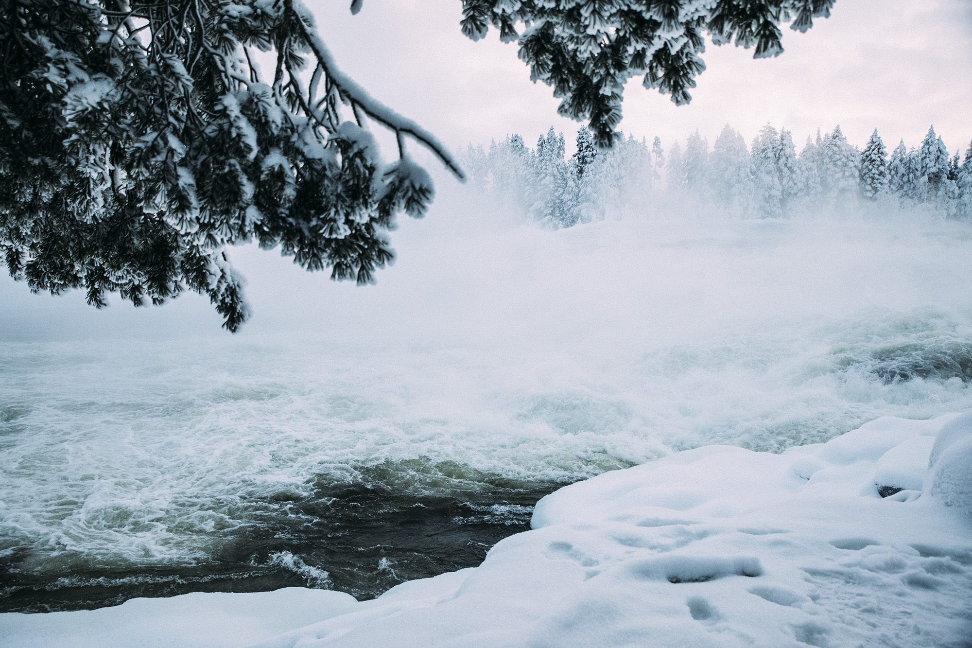 Powerful river and snow-covered forest
