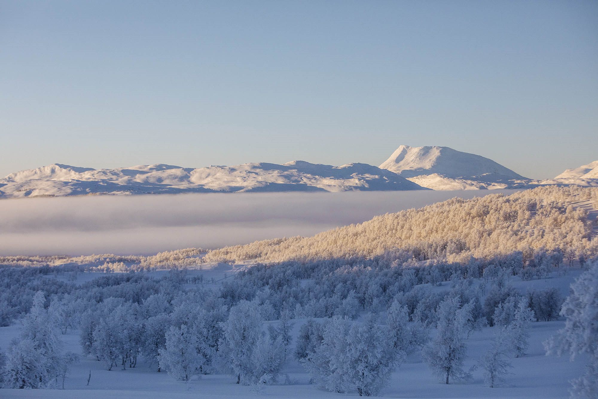 Frosted winter landscape with low northern light